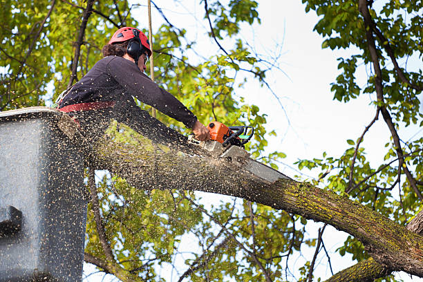 Best Tree and Shrub Care  in Whitfield, FL